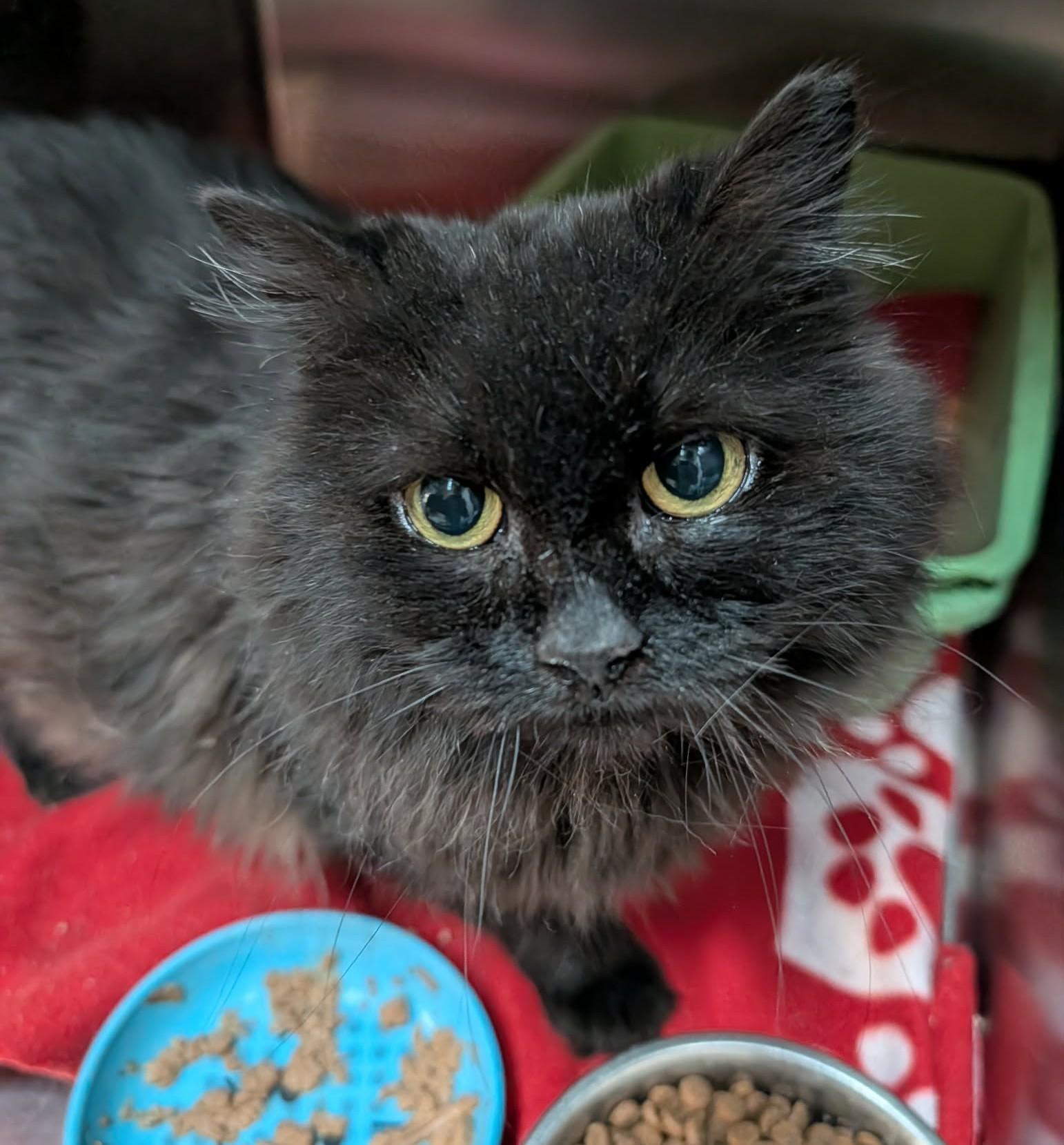 Enlarge ESMÉE (CR/SC), a Adoptable Domestic Long Hair in Sainte-Angele-de-Monnoir, QC image 3/6
