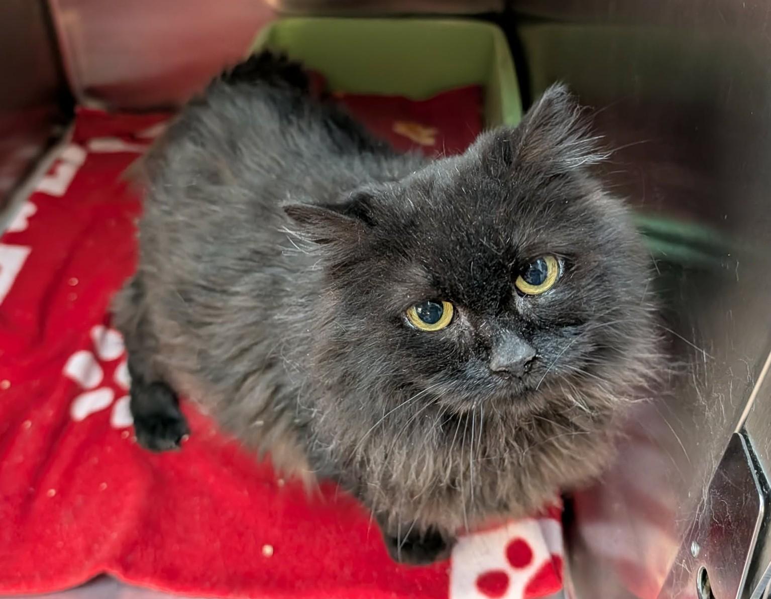 Enlarge ESMÉE (CR/SC), a Adoptable Domestic Long Hair in Sainte-Angele-de-Monnoir, QC image 4/6