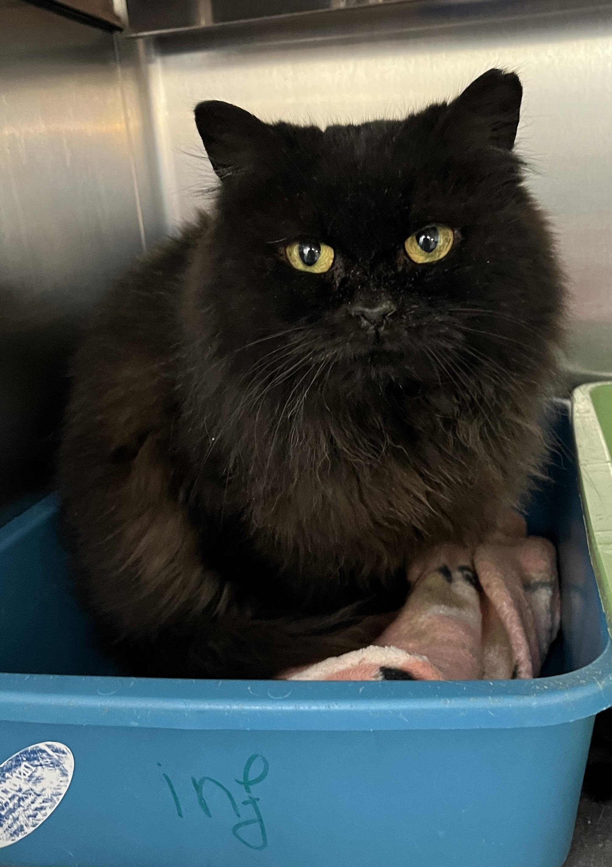 Enlarge ESMÉE (CR/SC), a Adoptable Domestic Long Hair in Sainte-Angele-de-Monnoir, QC image 2/6