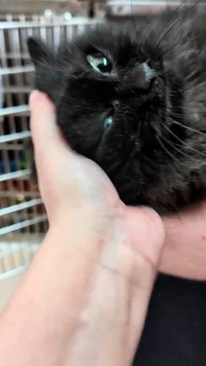 Enlarge ESMÉE (CR/SC), a Adoptable Domestic Long Hair in Sainte-Angele-de-Monnoir, QC video 6/6