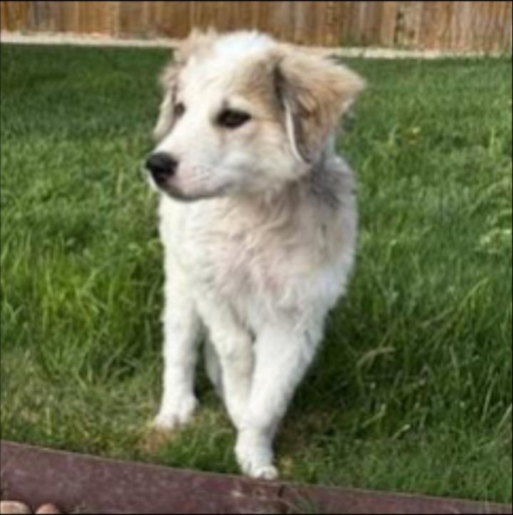 Enlarge Gizmo, a Adoptable mixed breed in Thompson Falls, MT image 1/3