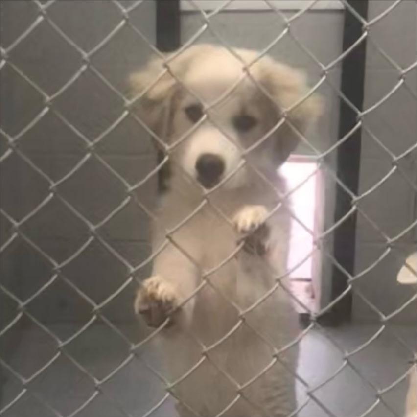Enlarge Gizmo, a Adoptable mixed breed in Thompson Falls, MT image 2/3
