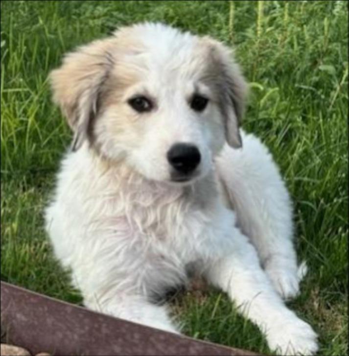 Enlarge Gizmo, a Adoptable mixed breed in Thompson Falls, MT image 3/3