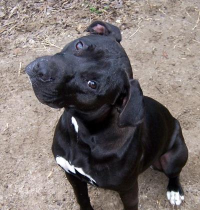 Naomi, Adoptable, Adult Female Terrier.