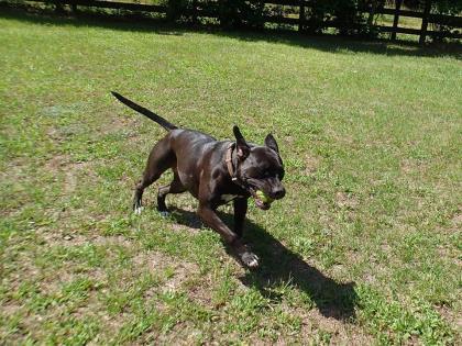 Naomi, a Adoptable mixed breed in Hollywood, SC image 2/8