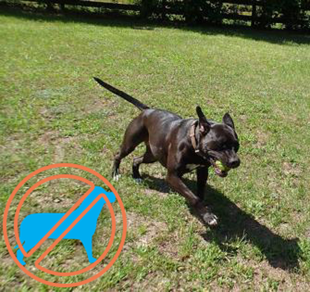 Naomi, a Adoptable mixed breed in Hollywood, SC image 3/8