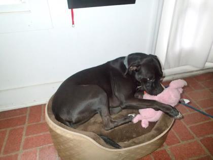 Naomi, a Adoptable mixed breed in Hollywood, SC image 4/8