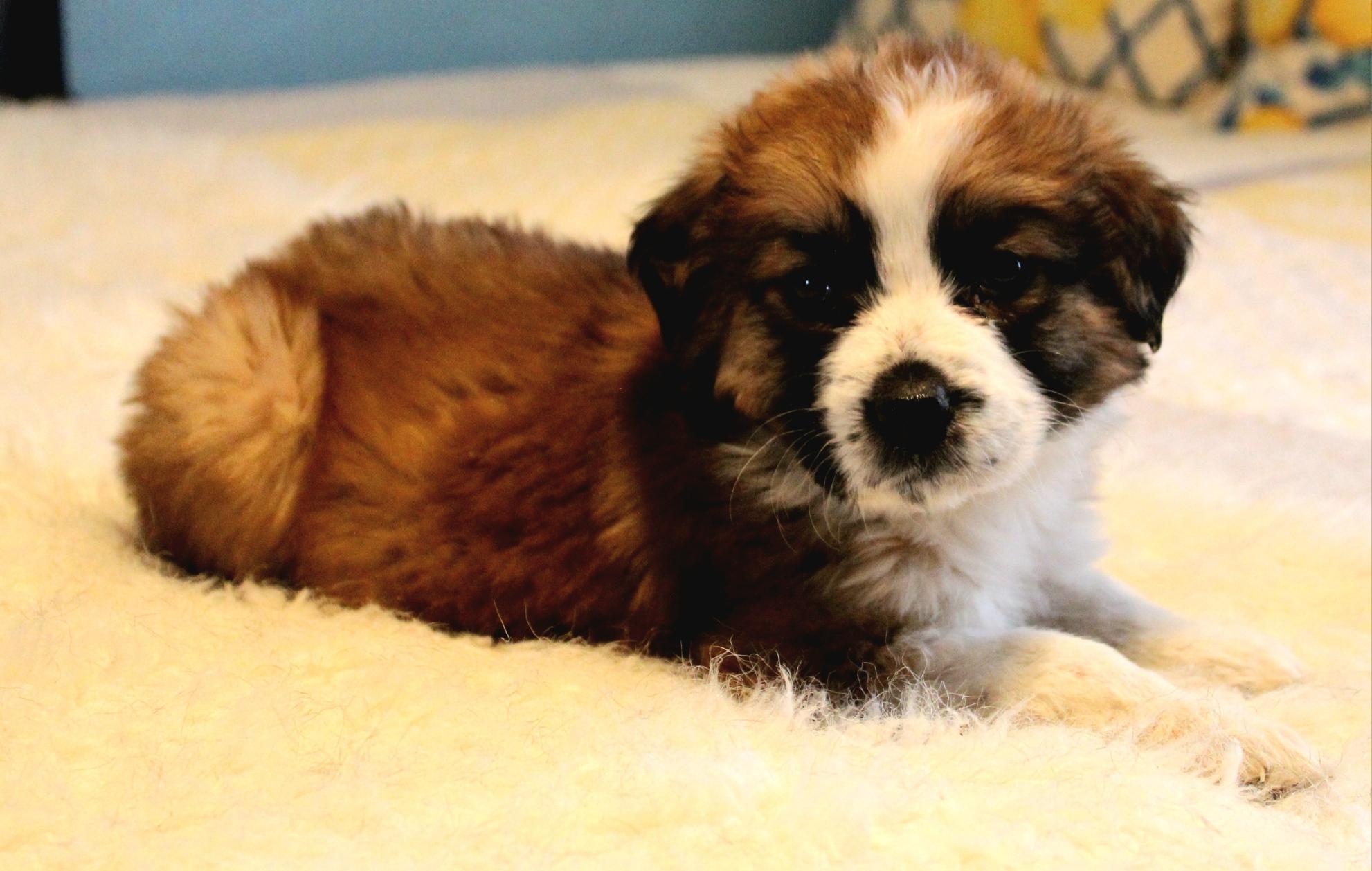 Gin, Adopted, Puppy Female German Shepherd Dog & Chow Chow.