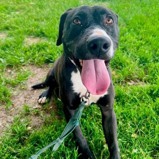 Tooch, a ADOPTABLE mixed breed in Williston, VT image 5/6