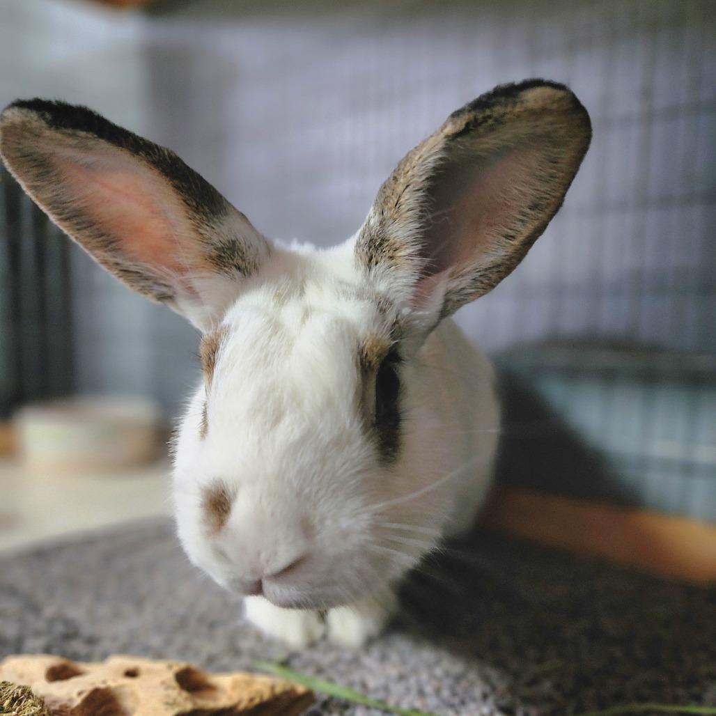 Enlarge Carly(C000-293) - Chino Hills Location, a Adoptable Hotot in Chino Hills, CA image 1/6