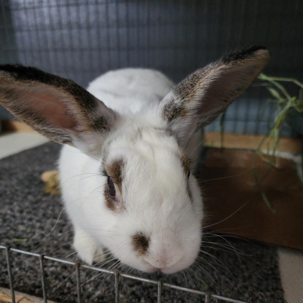 Enlarge Carly(C000-293) - Chino Hills Location, a Adoptable Hotot in Chino Hills, CA image 3/6