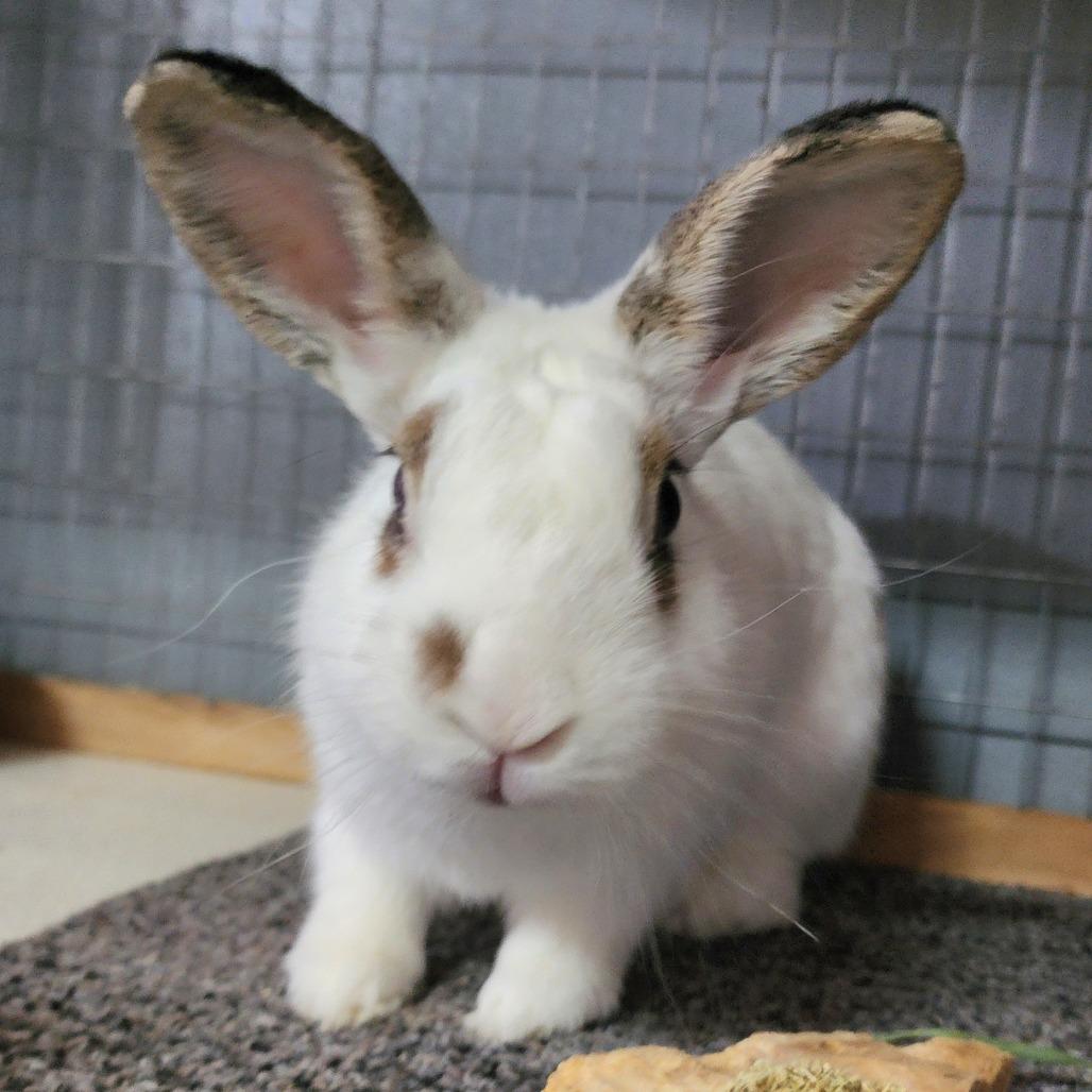 Enlarge Carly(C000-293) - Chino Hills Location, a Adoptable Hotot in Chino Hills, CA image 4/6