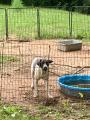 Enlarge Ono, a Adoptable Australian Cattle Dog / Blue Heeler in Ruston, LA image 2/3