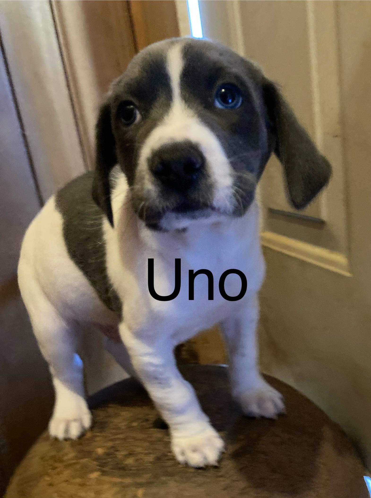 Enlarge Ono, a Adoptable Australian Cattle Dog / Blue Heeler in Ruston, LA image 3/3