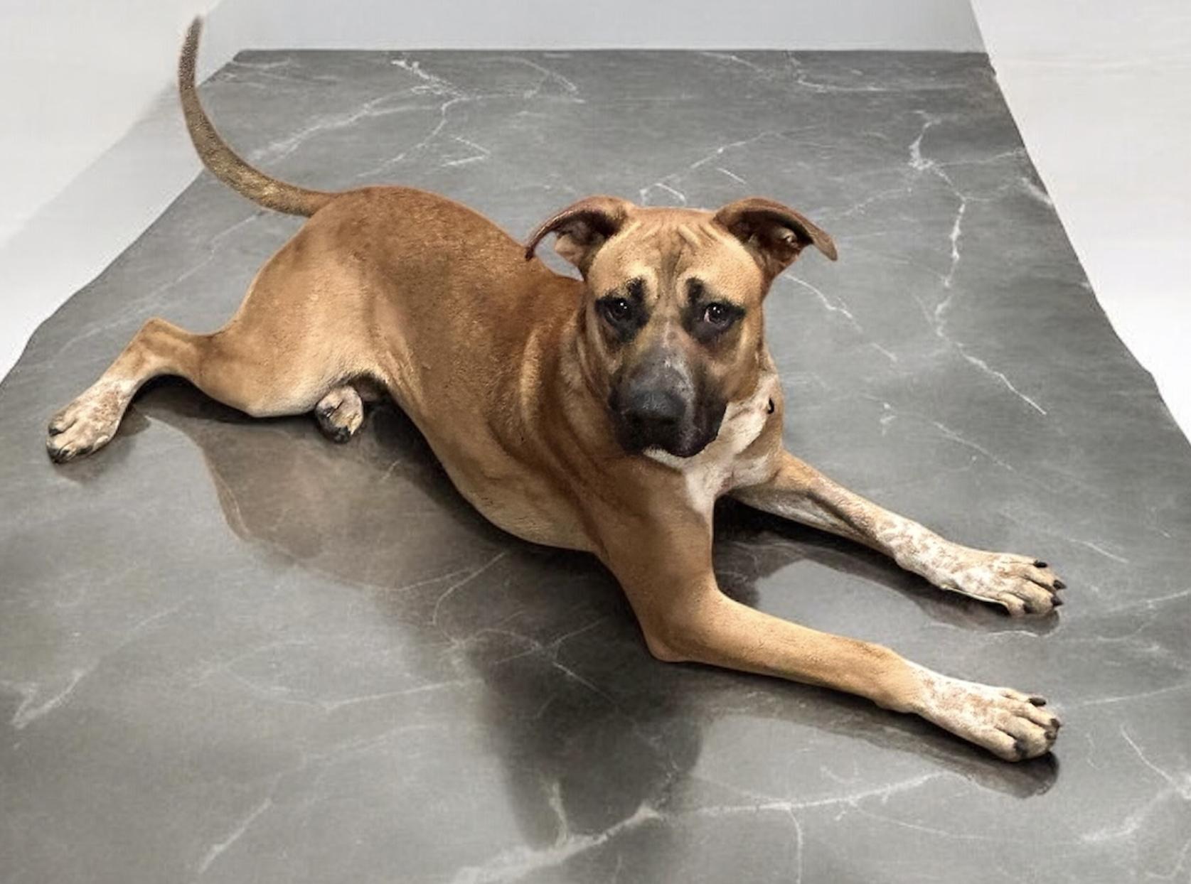 Jake, a Adoptable mixed breed in Denison, IA image 3/4