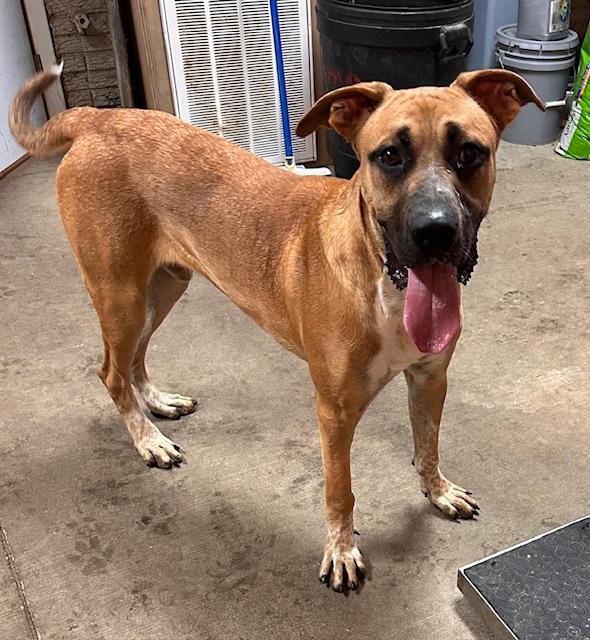 Jake, Adoptable, Young Male Great Dane.