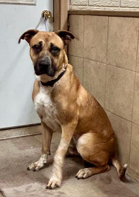 Jake, a Adoptable mixed breed in Denison, IA image 2/4