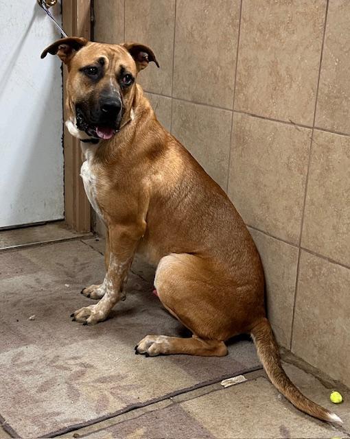 Jake, a Adoptable mixed breed in Denison, IA image 1/4