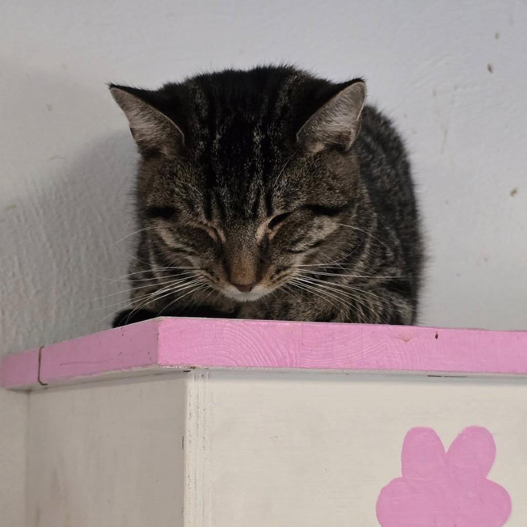 Breadstick (Butters), Adoptable, Young Male Domestic Short Hair.