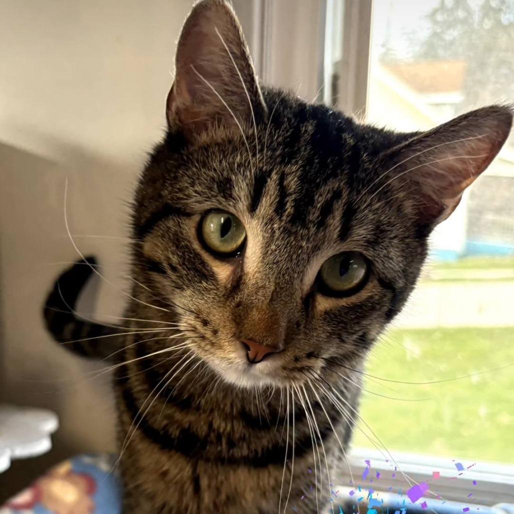 Enlarge Breadstick (Butters), a Adoptable Domestic Short Hair in Pittsburgh, PA image 2/3