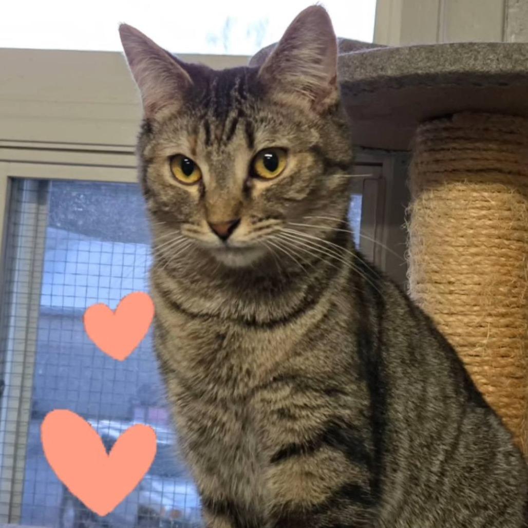 Enlarge Breadstick (Butters), a Adoptable Domestic Short Hair in Pittsburgh, PA image 3/3
