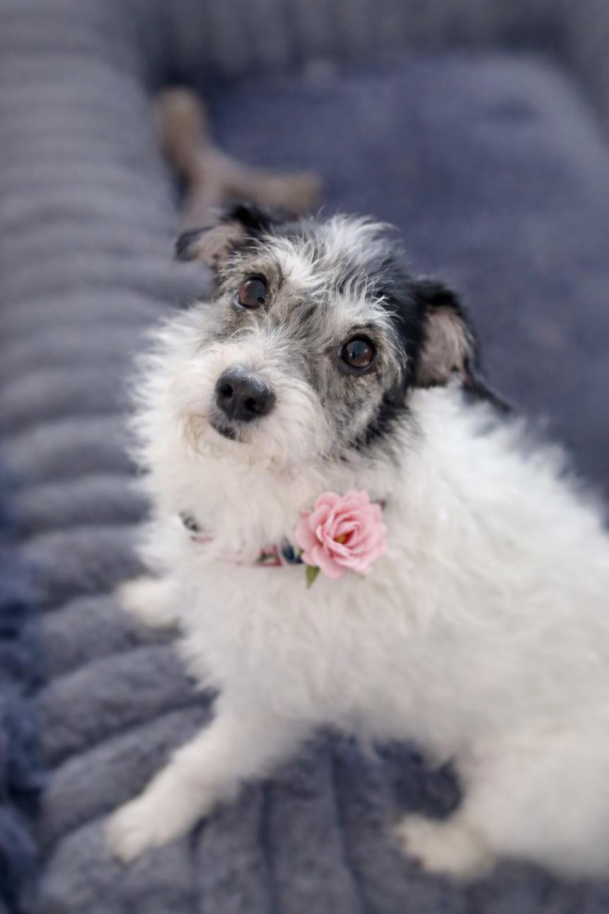 Enlarge Betty M., a ADOPTABLE mixed breed in Pittsburg, CA image 2/3