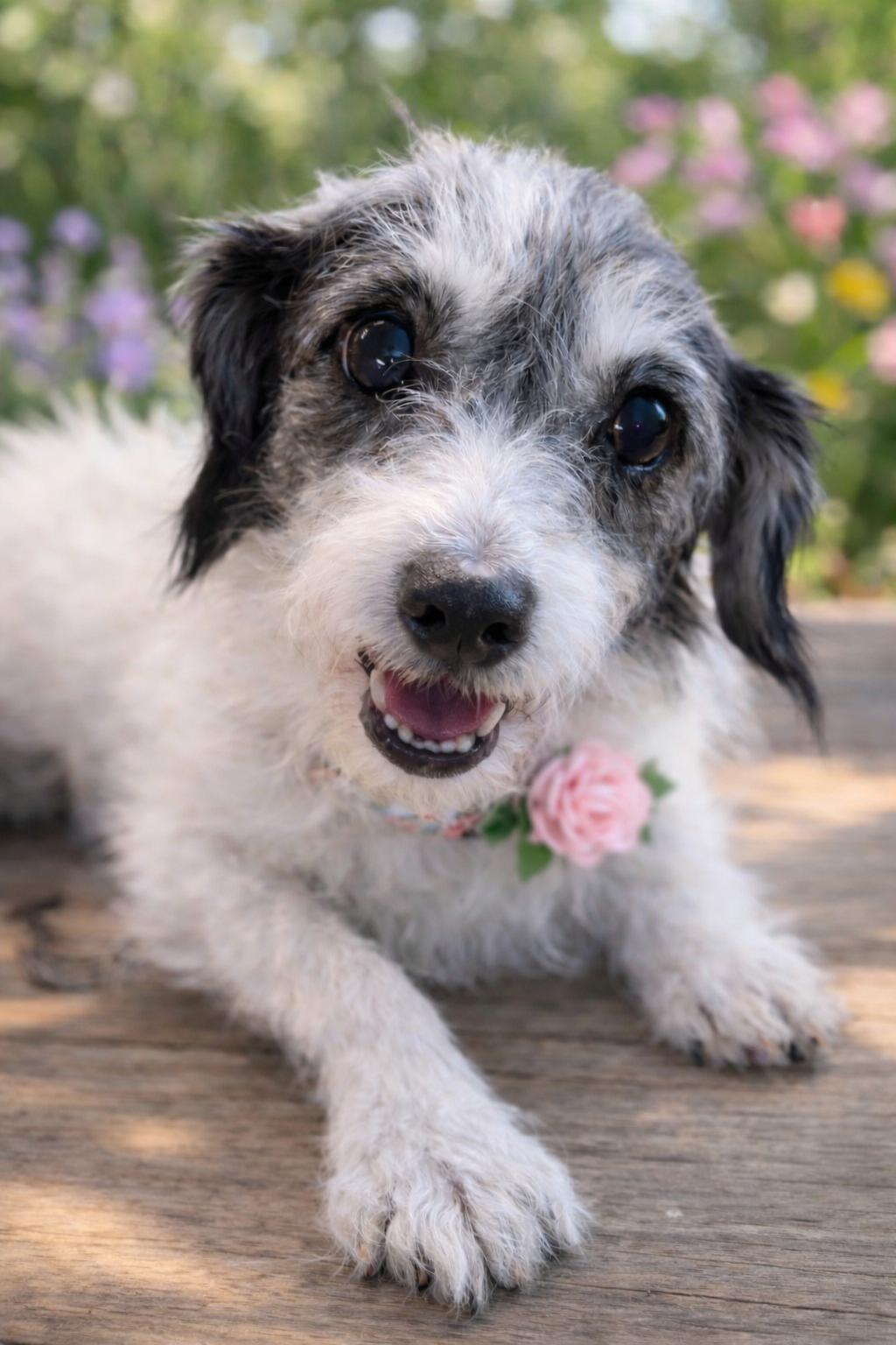 Betty M., ADOPTABLE, Adult Female Maltese & Jack Russell Terrier.
