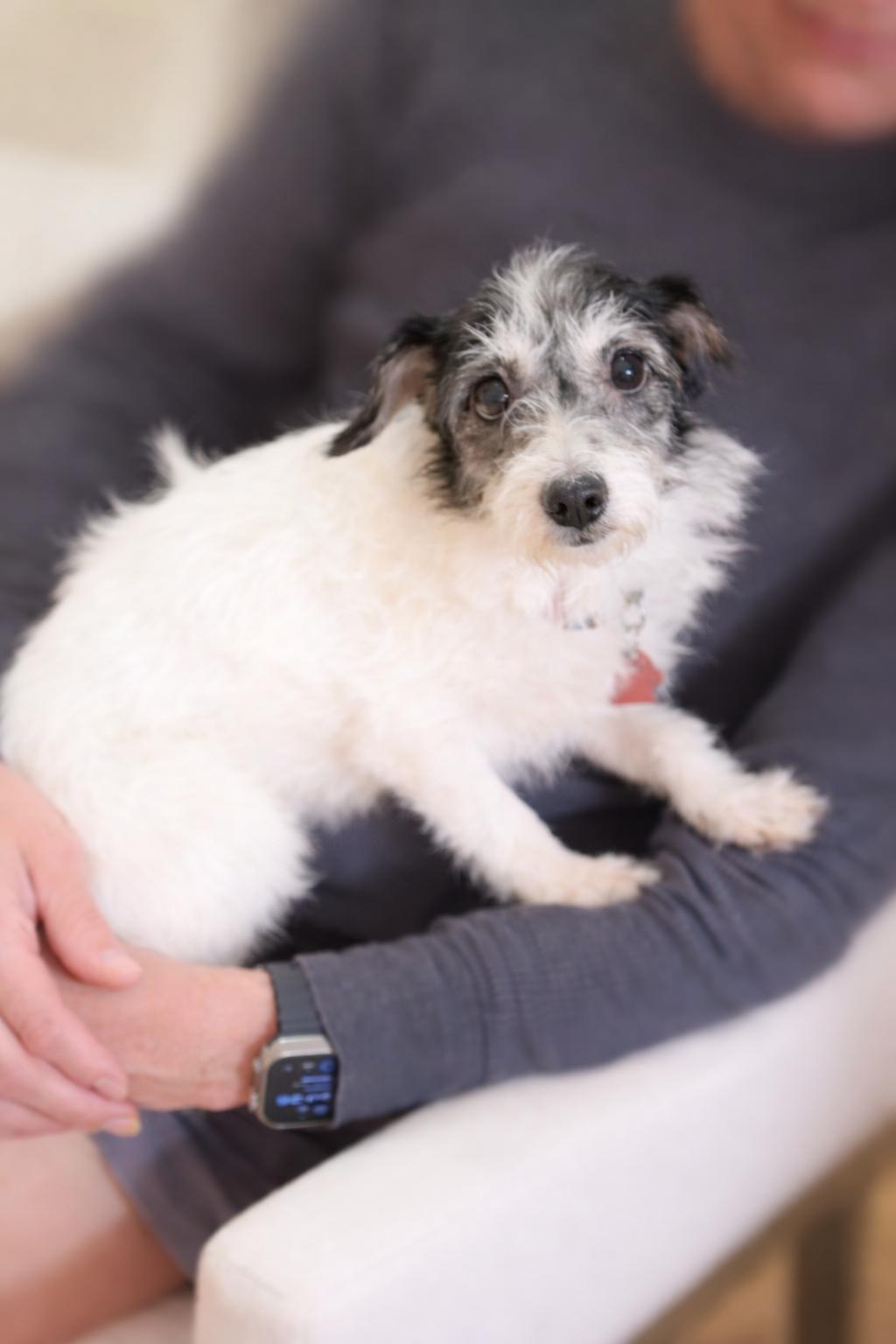 Enlarge Betty M., a ADOPTABLE mixed breed in Pittsburg, CA image 3/3