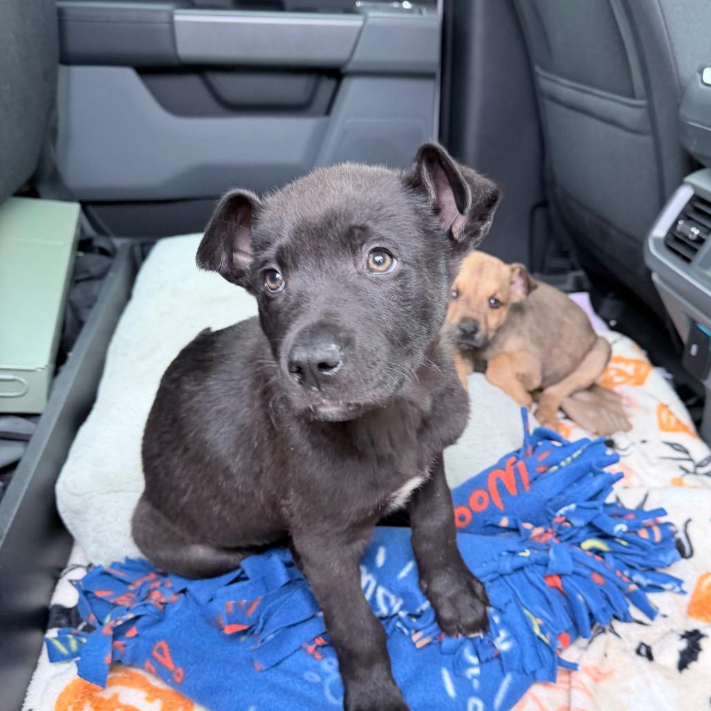 Enlarge Jett, a Adoptable mixed breed in Northville, MI image 2/3