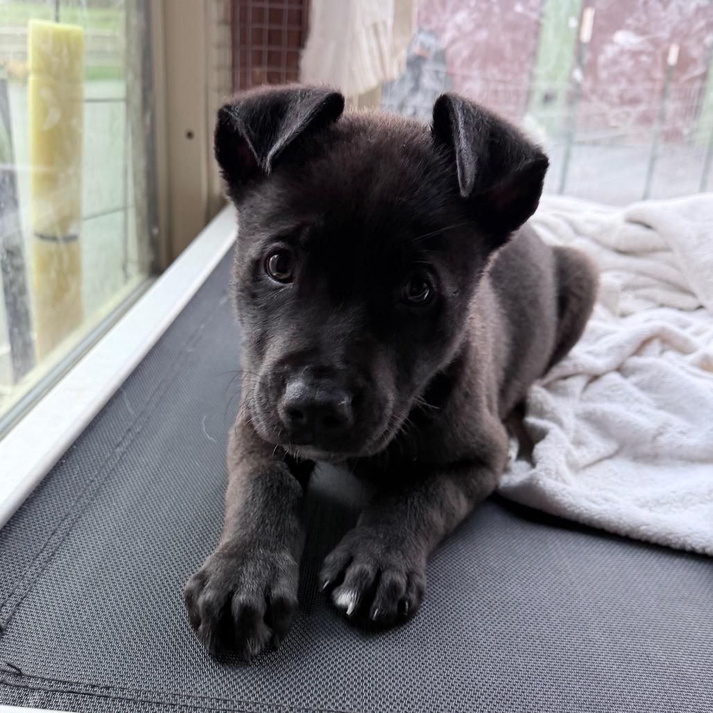 Enlarge Jett, a Adoptable mixed breed in Northville, MI image 3/3