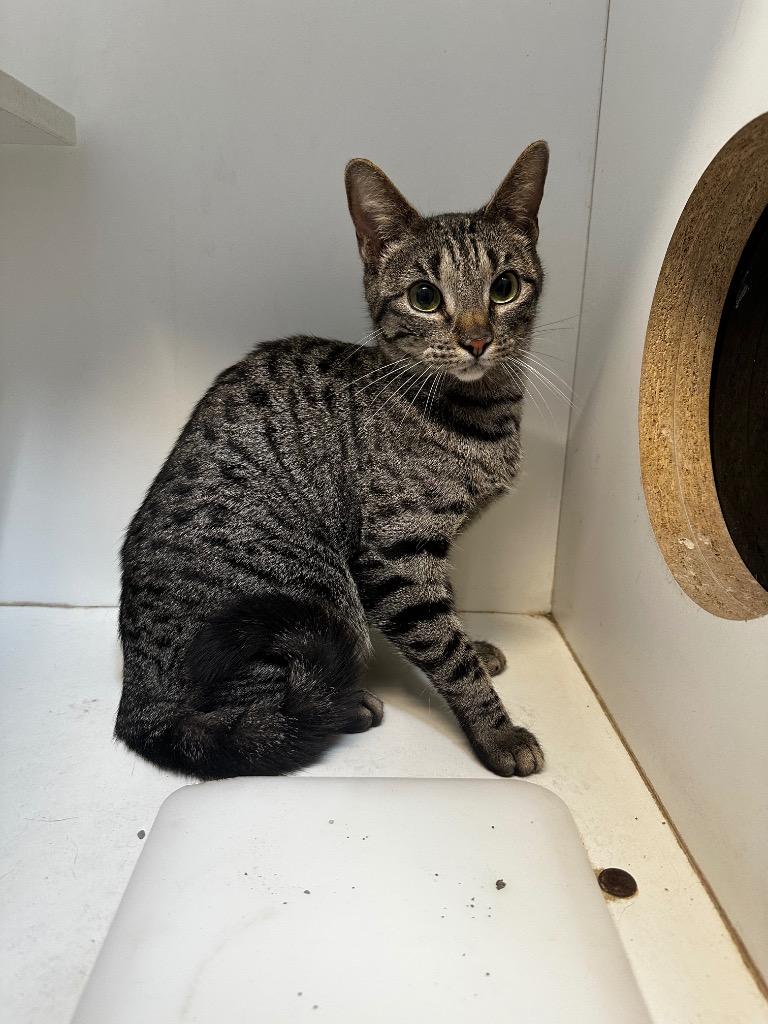 Lindsey, Adoptable, Kitten Female Domestic Short Hair.