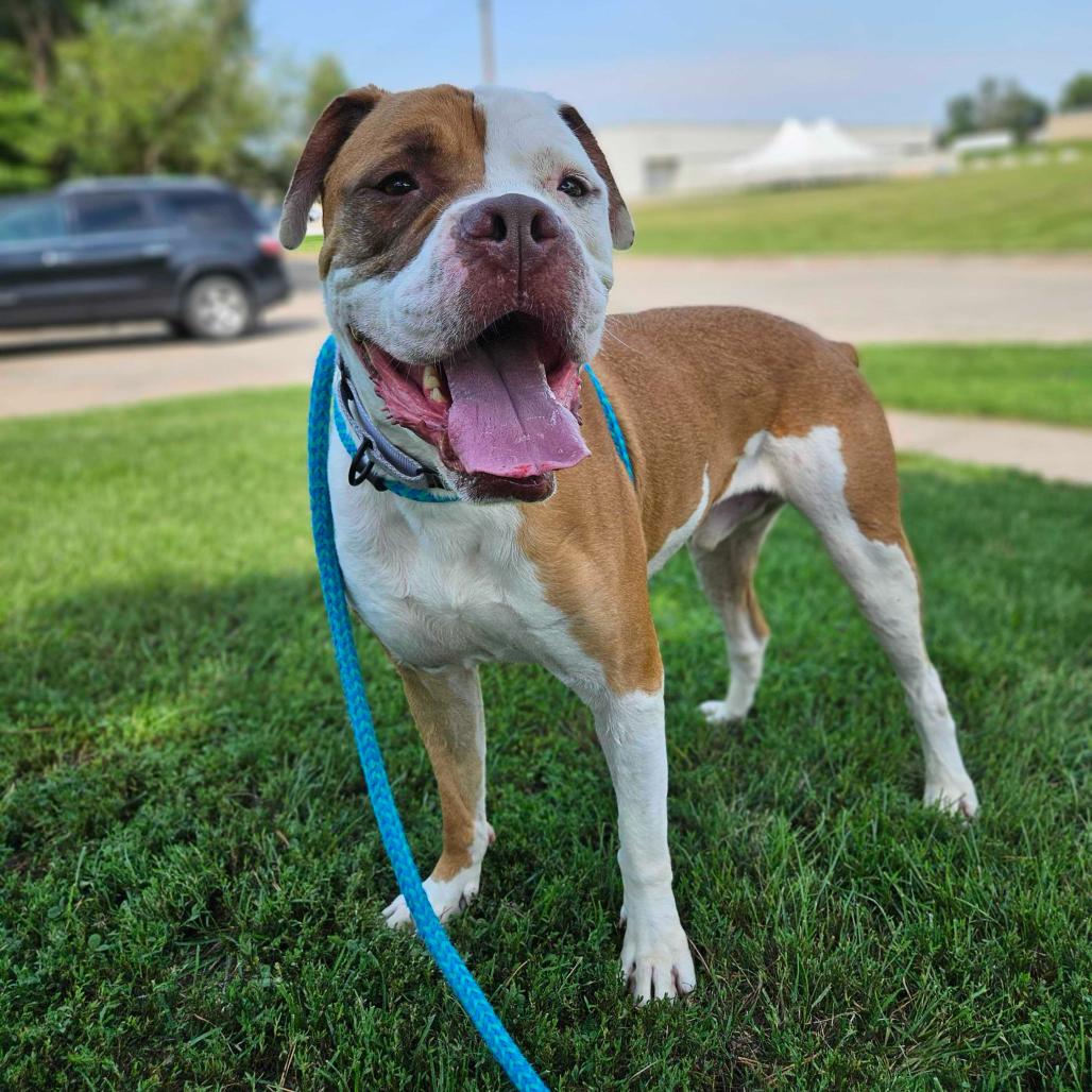 Enlarge Dan the Man, a Adoptable Mixed Breed in Davenport, IA image 2/6