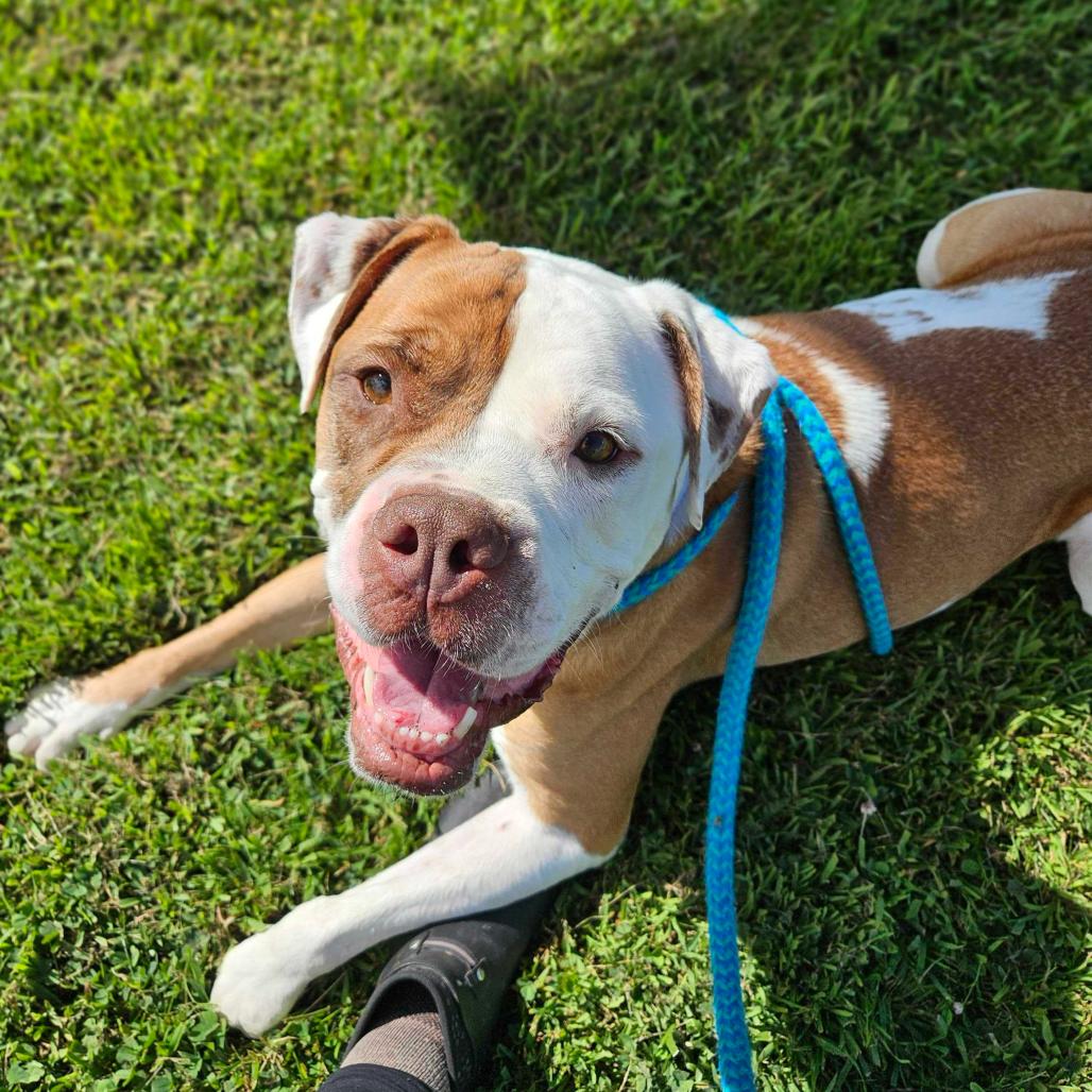 Enlarge Dan the Man, a Adoptable Mixed Breed in Davenport, IA image 3/6