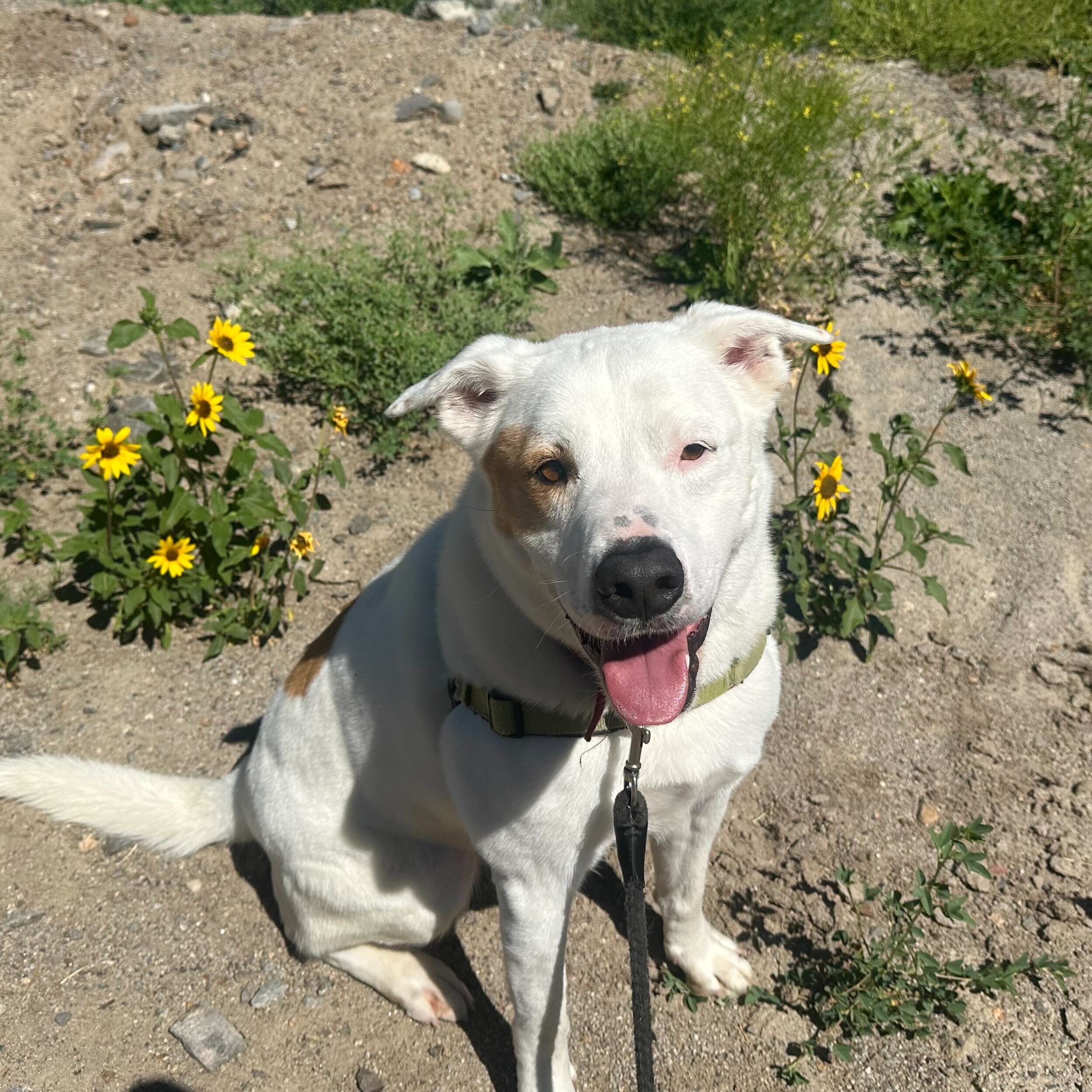 Mr. B, Adoptable, Senior Male Cattle Dog & Labrador Retriever.