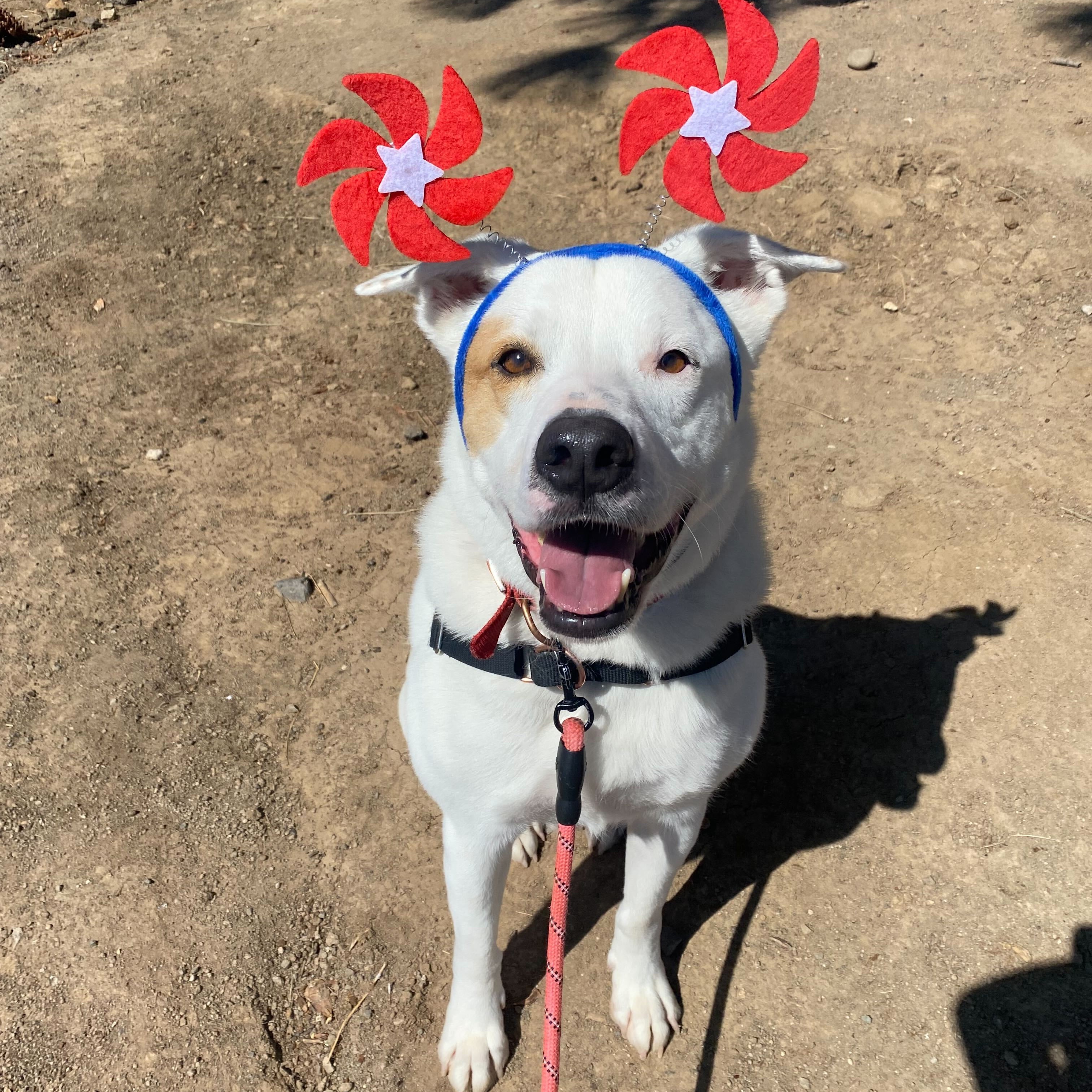 Mr. B, a Adoptable mixed breed in Washoe Valley, NV image 2/2