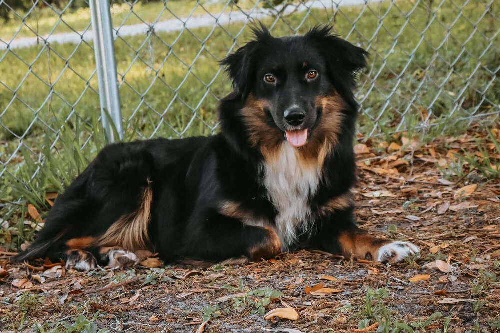 Prim FL, Adoptable, Young Female Australian Shepherd.