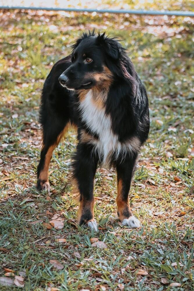 Prim FL, a Adoptable Australian Shepherd in Ontario, CA image 2/6