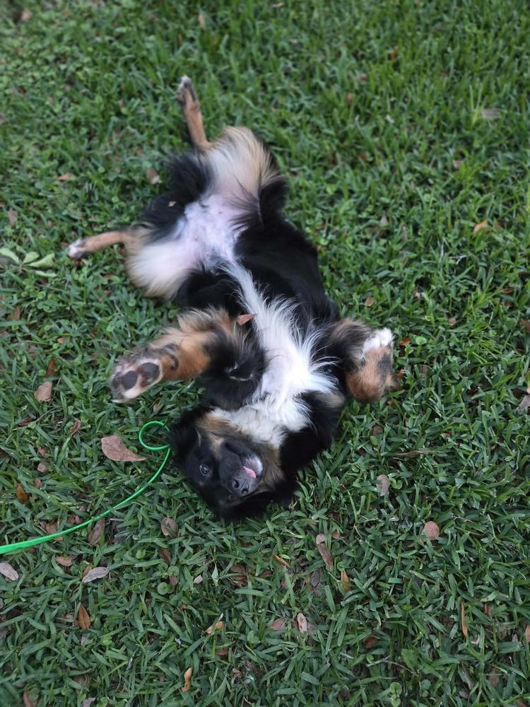 Prim FL, a Adoptable Australian Shepherd in Ontario, CA image 3/6