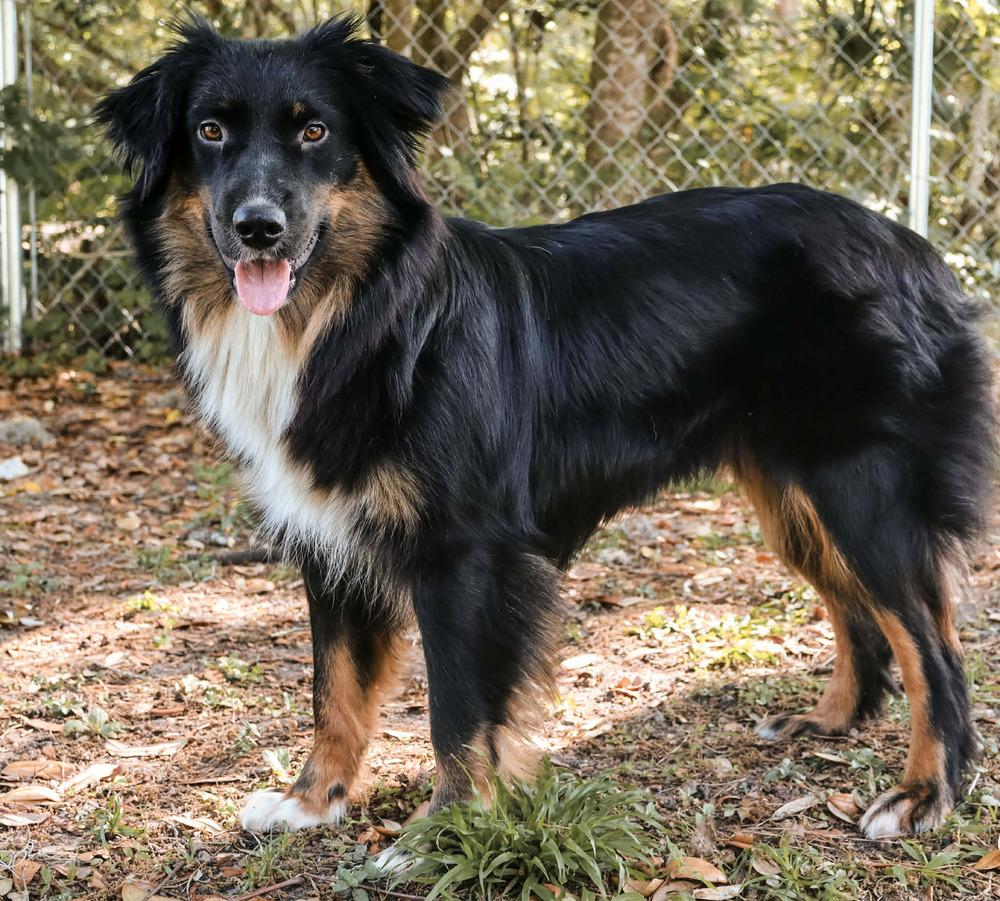 Prim FL, a Adoptable Australian Shepherd in Ontario, CA image 4/6