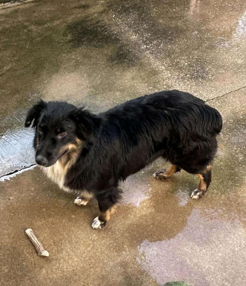 Prim FL, a Adoptable Australian Shepherd in Ontario, CA image 5/6