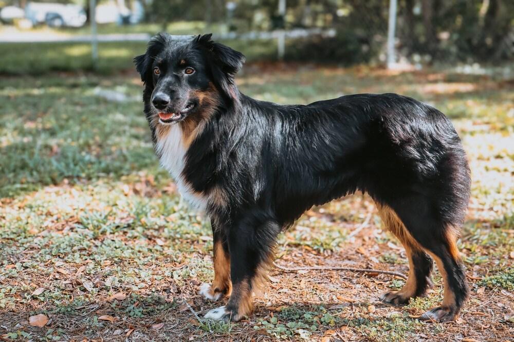 Prim FL, a Adoptable Australian Shepherd in Ontario, CA image 6/6