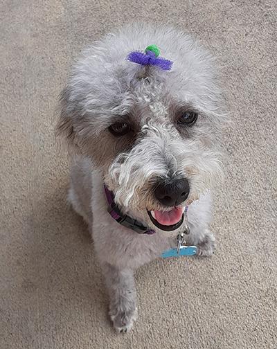 Madea-Pending, Adoptable, Young Female Poodle.