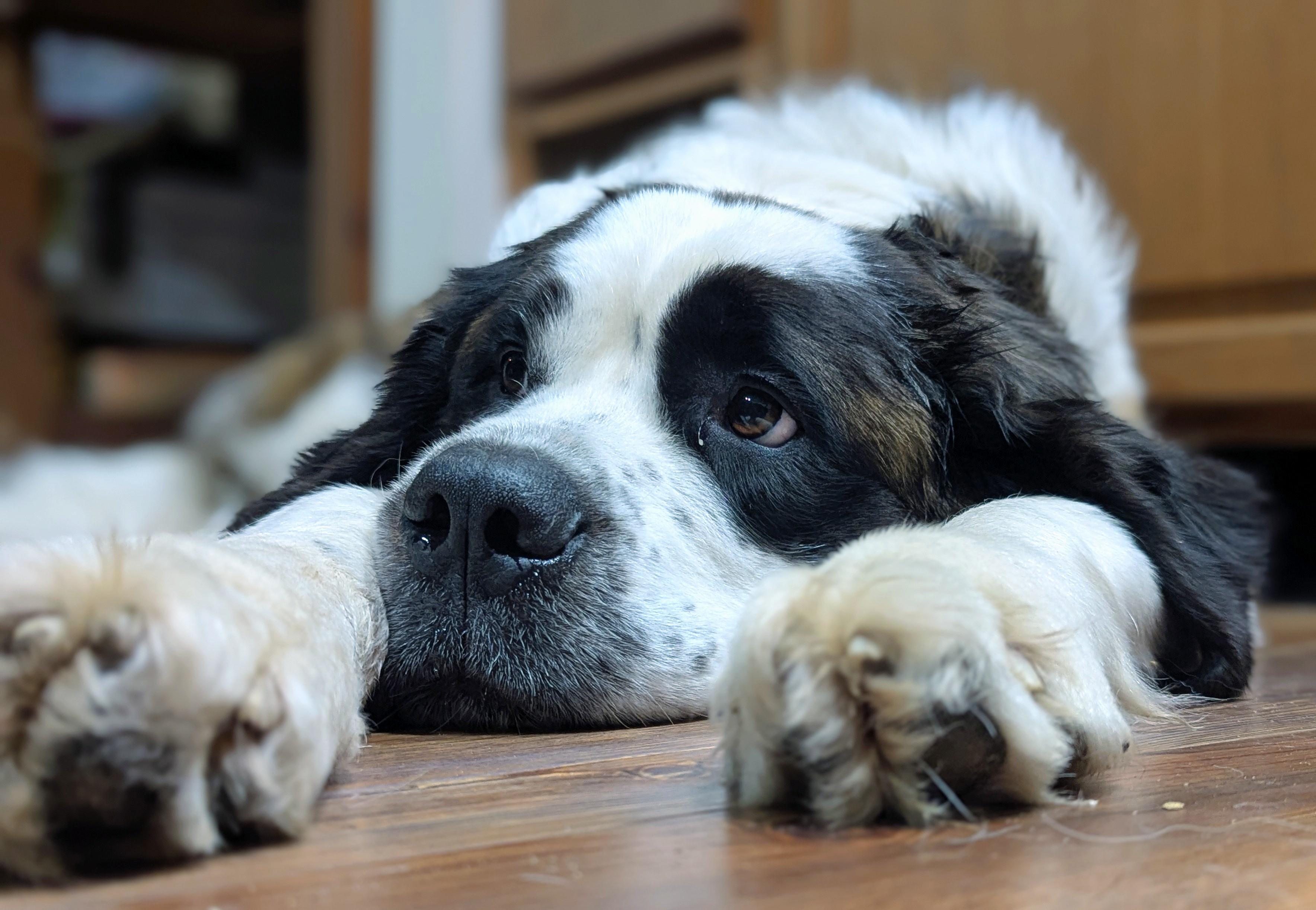 Enlarge Vivi, a ADOPTABLE Saint Bernard in Cowlesville, NY image 3/3