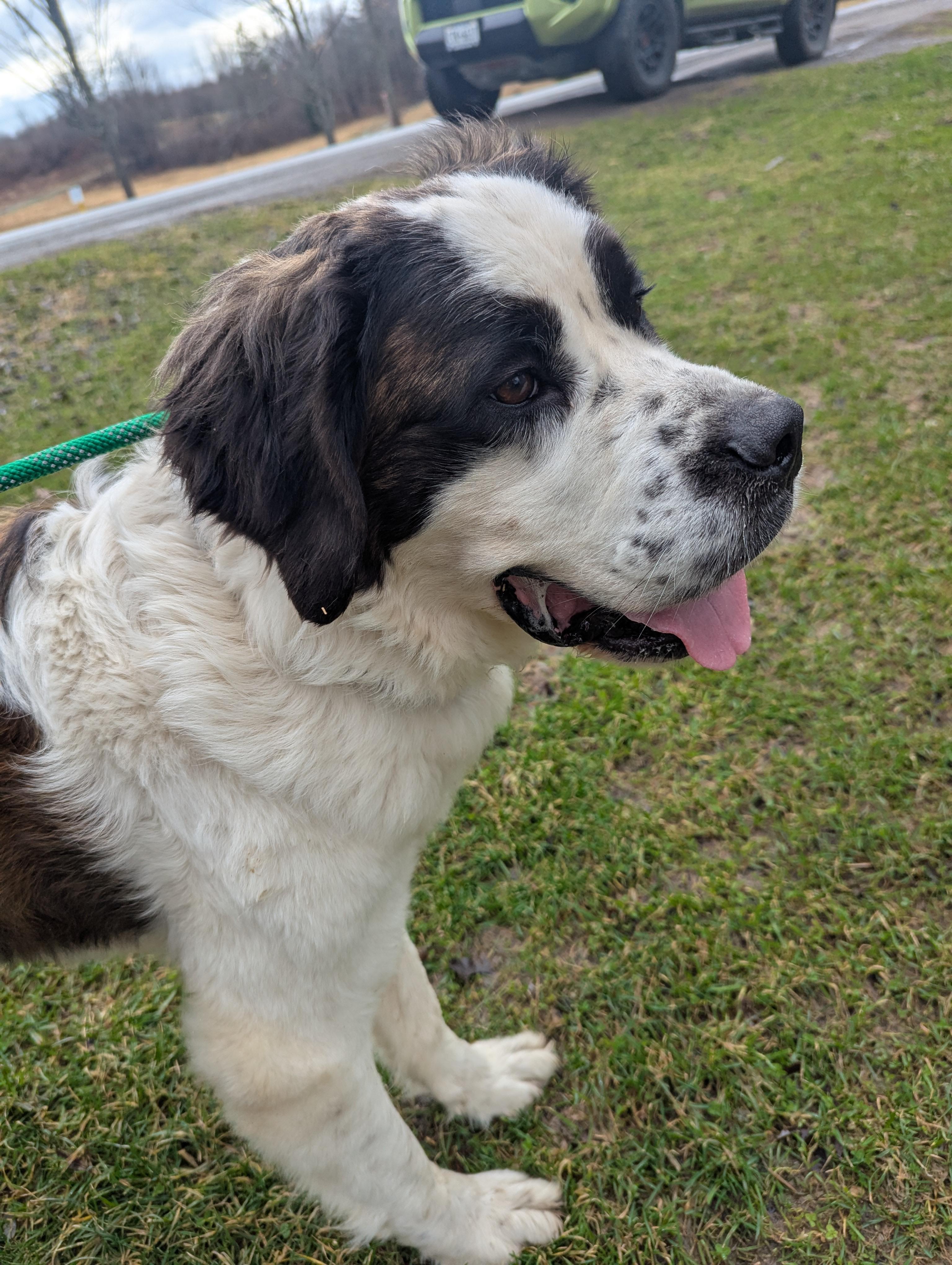 Enlarge Vivi, a ADOPTABLE Saint Bernard in Cowlesville, NY image 1/3
