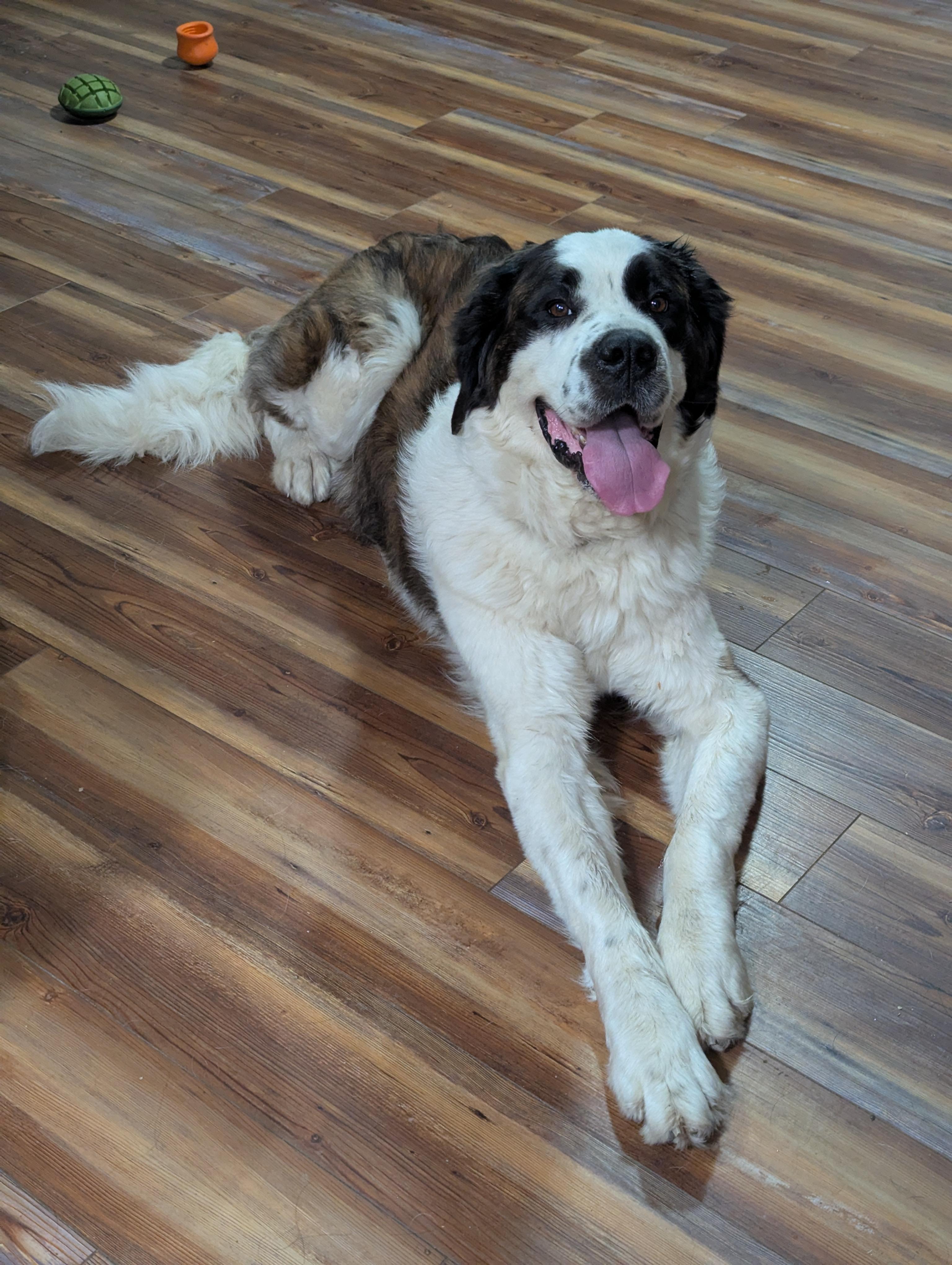 Enlarge Vivi, a ADOPTABLE Saint Bernard in Cowlesville, NY image 2/3