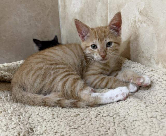 Jones, Adopted, Kitten Male Domestic Short Hair.