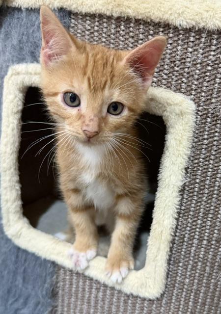 Enlarge Jones, a Adopted mixed breed in Houston, TX image 2/4