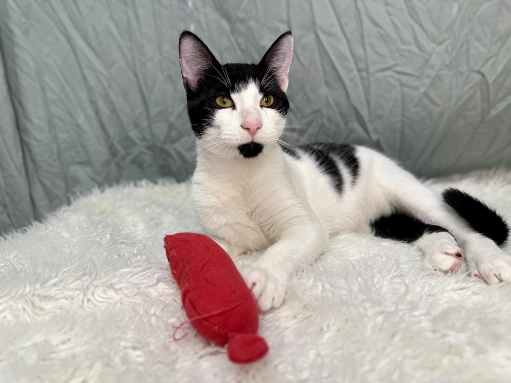 Pepper, Adoptable, Young Male Domestic Short Hair.