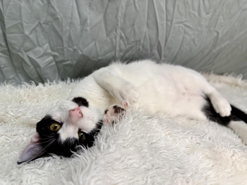 Pepper, a Adoptable Domestic Short Hair in Saint Augustine, FL image 2/5