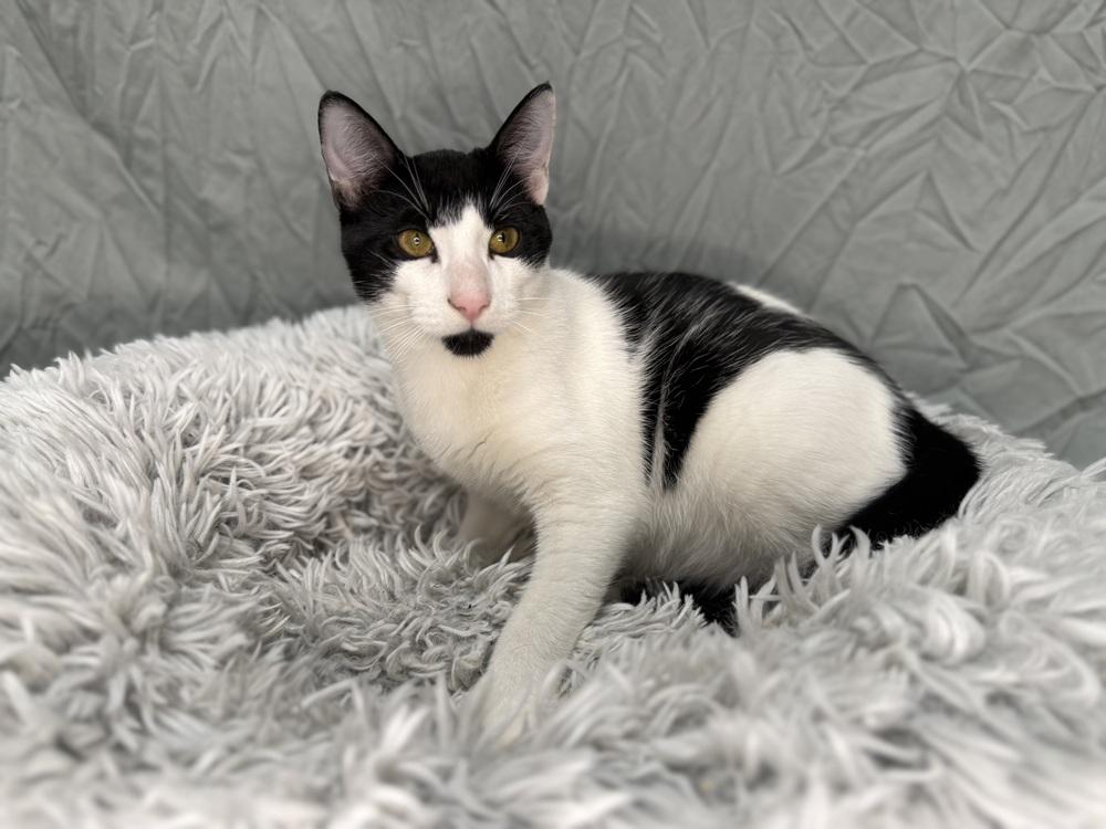 Pepper, a Adoptable Domestic Short Hair in Saint Augustine, FL image 3/5